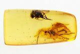 Detailed Fossil Fly and Ichneumon Wasp in Baltic Amber #273372-1